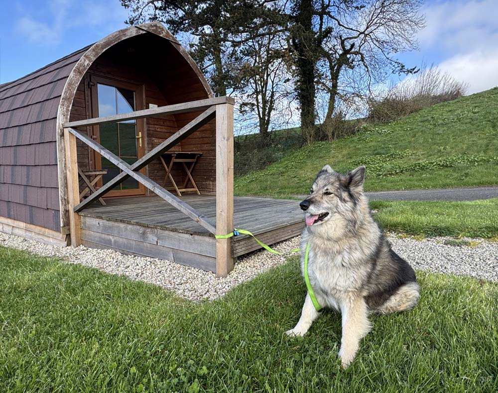 Dog Friendly Pod