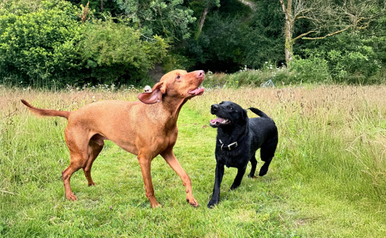 Dog Holidays North Devon